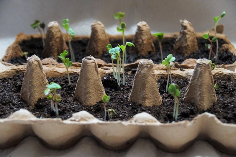 Fall planting ideas