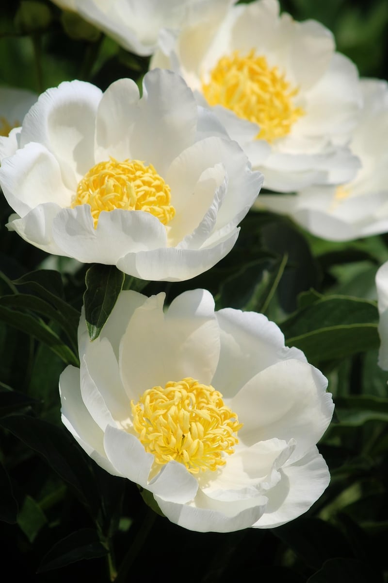 Summer gardening projects