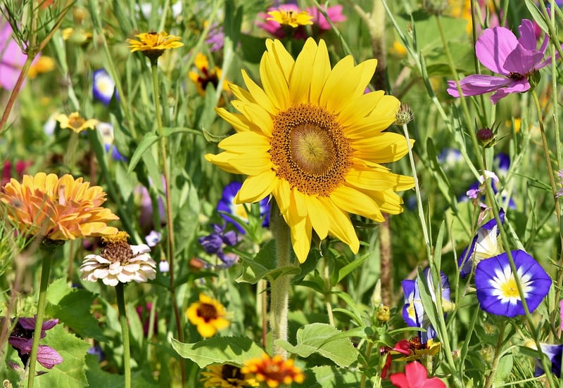 Spring garden preparation