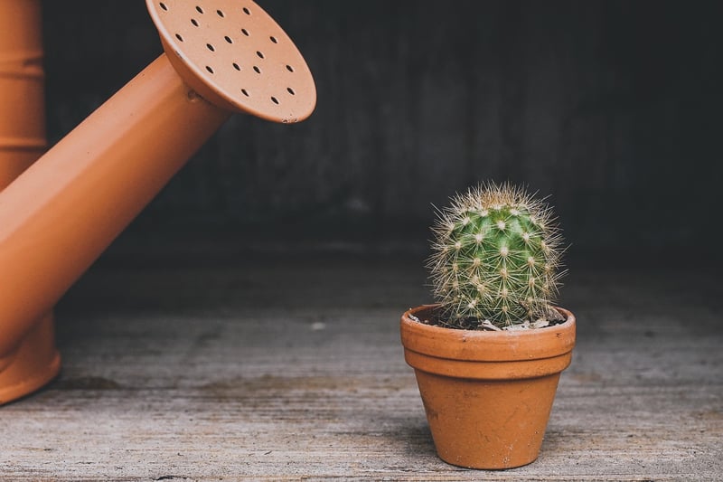 Creative Plant Display