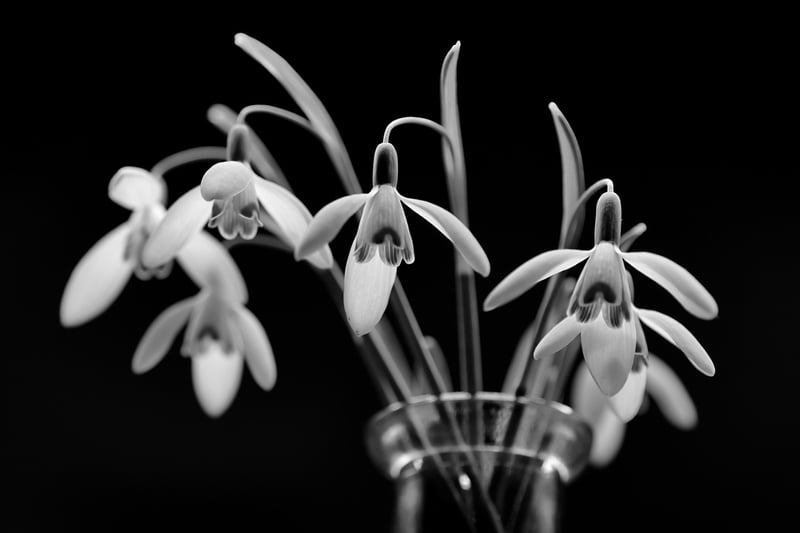 Winter gardening