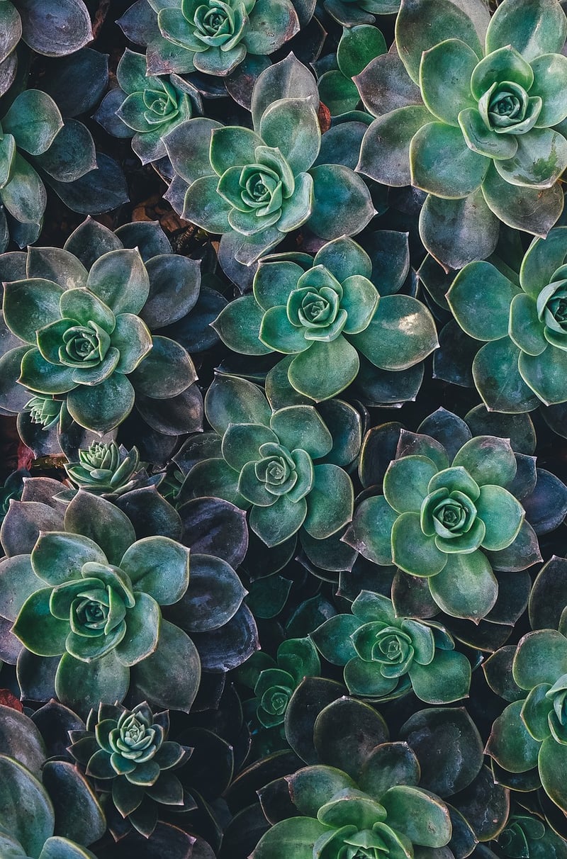 Wooden Log Succulent Planter