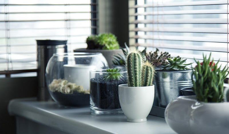 Geometric Succulent Holder